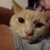 cats_empty_nest